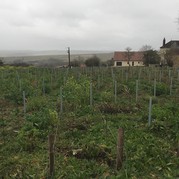 Chardonnay-Anbau im Einklang mit der Natur